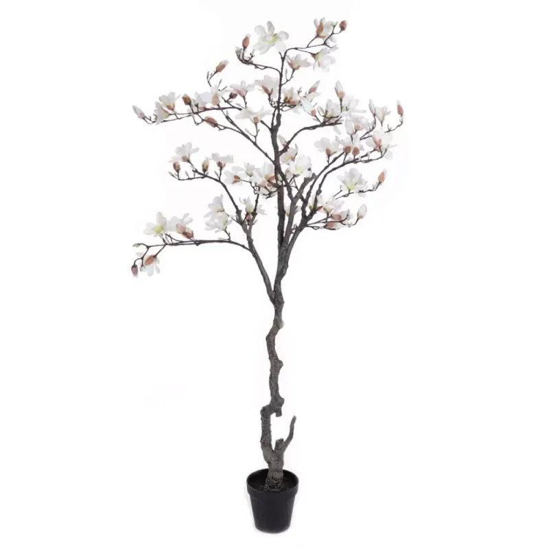 Magnolia Tre