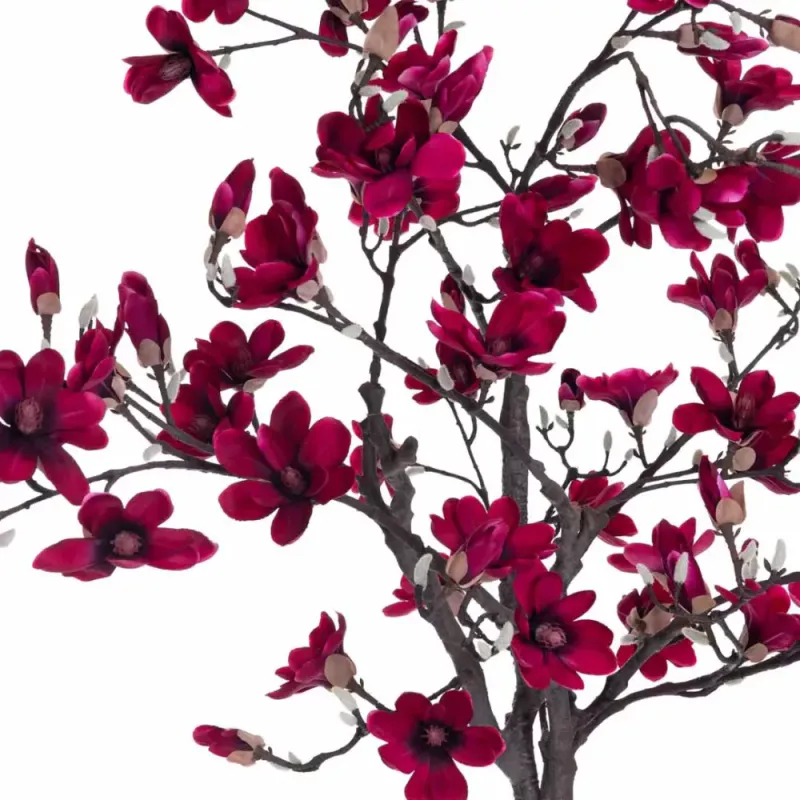Magnolia Tre
